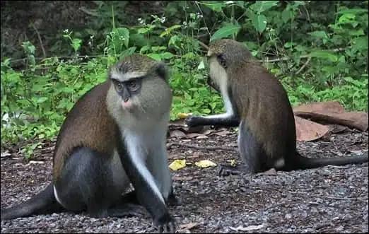 A brief description of Mona Monkeys at Tafi Atome Monkey Sanctuary
